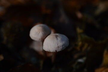 mushrooms in the forest