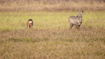 Rehe äsen am Federsee auch am Tag, da sie hier nicht gejagt werden