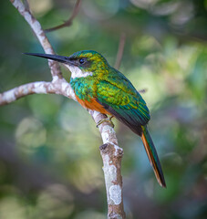 Close up of a rufus tailed jacamar in Pantanal