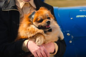 Red-haired dog pilot in the hands of the mistress to prepare for flight.