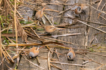 Bartmeisen im Federseemoor fressen im Herbst kleine Steinchen zur Verdauung der Schilfsamen