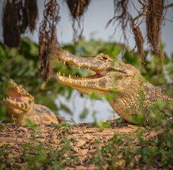 Large Caiman lays on water's edge in Pantanal