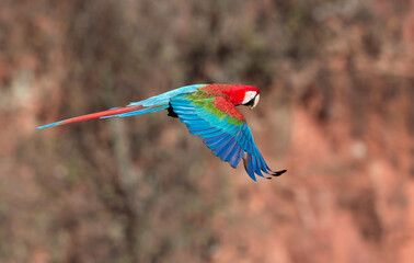 Red and green macaw flying to the right in the wilds of Brazil