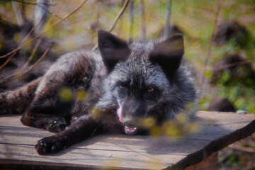 Fox resting in the reserve close-up