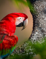 Red and green macaw matching the curve of the branch in Pantanal.