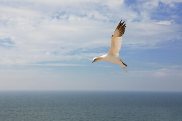 Fototapeta na wymiar Northern gannet flaing