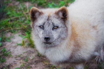Arctic fox in the middle of a molt close-up