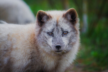 Arctic fox in the middle of a molt close-up
