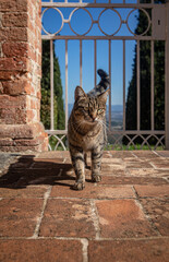 Approaching Tabby Cat