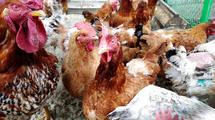 Rooster and chickens in chicken coop farm