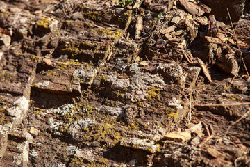 Fungus on an old stone 
