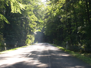 Sunlight passing through the trees in a road in Niedersachsen, Germany.