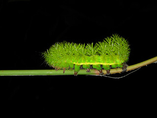 Caterpillar of the moth Automeris belti, a species of the family Saturniidae. It is found from Mexico to Colombia and Ecuador.