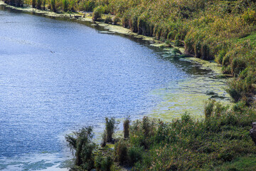 River bank overgrown with green algae and reeds on a sunny day