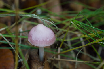 mushroom in the forest