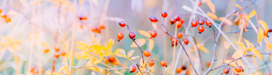 Beautiful panoramic autumn scenery with colorful leaves, berries and bokeh background