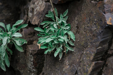 Green plants growing on rocks