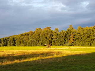 Forest and glade in the state of Mecklenburg Western Pomerania (Mecklenburg Vorpommern) Germany