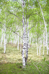 Fototapeta premium 白樺