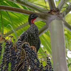 Crested Guan (Penelope purpurascens) at Corcovado National Park, Costa Rica