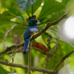 Black-throated Trogon (Trogon rufus) at Corcovado National Park, Costa Rica