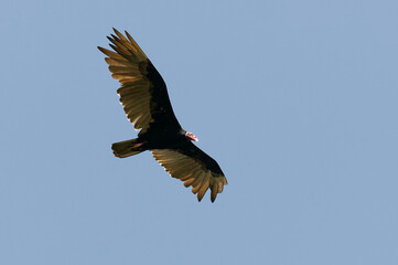 Turkey Vulture (Cathartes aura) at Corcovado National Park, Costa Rica