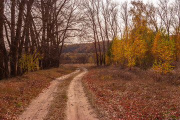 forest road in autumn in a Russian village