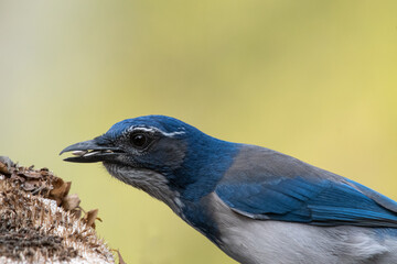 A California (scrub) Jay feeding on sunflowers
