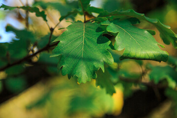 Oak leaves on a branch outdoors
