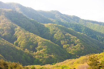 Fototapeta premium 白樺湖近辺の山