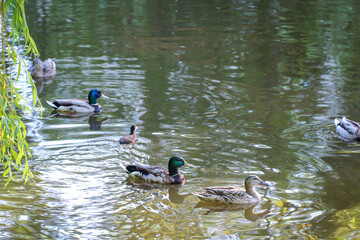 Eine Portrait einer Stockente in einem Teich.