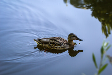 Eine Portrait einer Stockente in einem Teich.