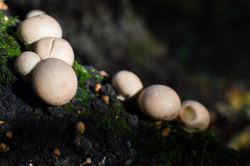 mushrooms in the forest