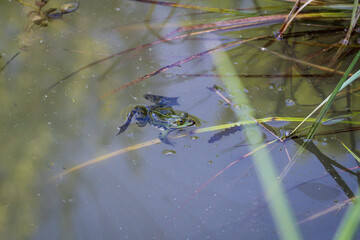 Ein kleiner grüner Teichfrosch schwimmt im Teichwasser.