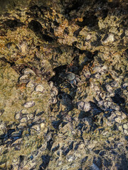 Zanzibar, Tanzania - December 10, 2019: The hermit crab sits on a stone after low tide. The stone is strewn all over with shells. Vertical.