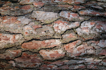 Pine bark texture. Old cedar tree pattern macro. Nature brown wooden skin. Natural textured material. Tibmber surface background panoramic design, rough and grunge
