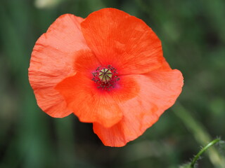 Klatschmohn (Papaver rhoeas) oder auch Mohnblume oder Klatschrose, in der Mittagssonne