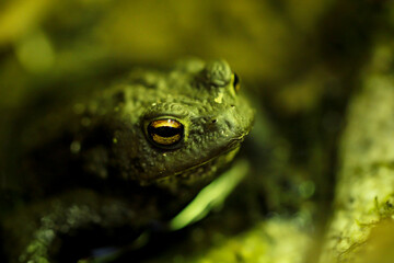 Eine Erdkröte Bufo Bufo am Rand eines Teichs.