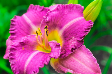 Pink daylily flower on a green background