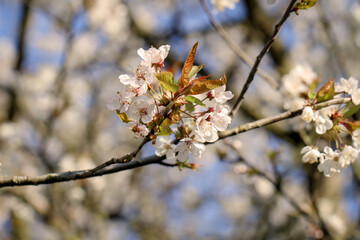 Blüten eines Obstbaum im Frühjahr im Sonnenlicht.
