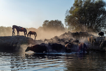 Fototapety na wymiar - Fototapeta24.pl