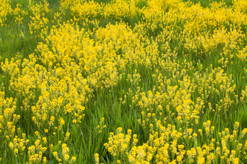 菜の花