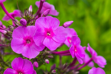 Fototapeta premium Purple Phlox flowers on a green background