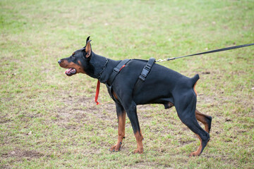 Dog breed Doberman.