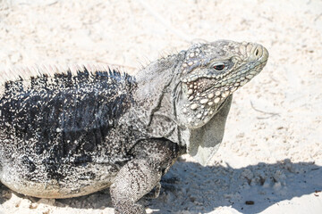 Lizard standing on the sand on a deserted island