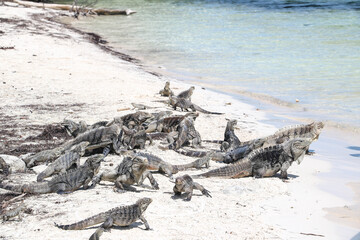Lizards walking on the sand on a deserted island