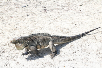 Lizard walking on the sand on a deserted island