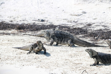 Lizards walking on the sand on a deserted island