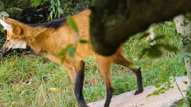 Close Up Of Mane Wolf Urinating And Marking