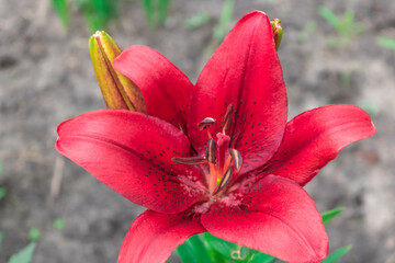 Red Lily flower on grey background